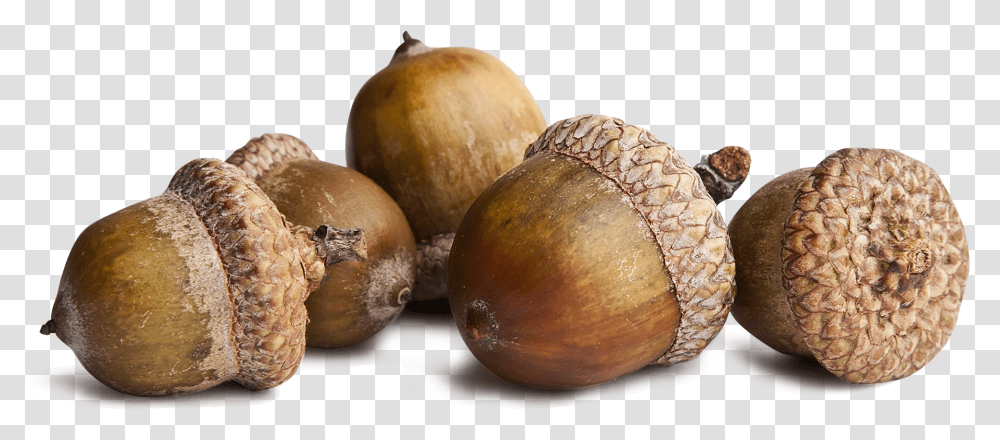 Acorn, Plant, Produce, Food, Nut Transparent Png