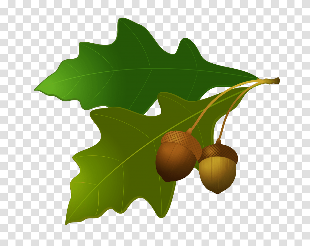 Acorn, Plant, Vegetable, Food, Seed Transparent Png