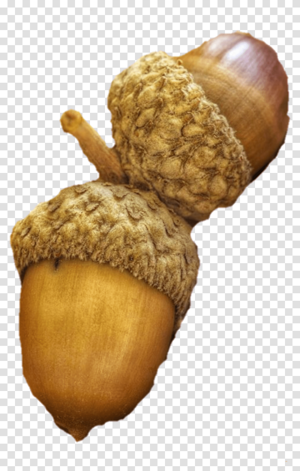 Acorns Acorn Acorn, Plant, Nut, Vegetable, Food Transparent Png