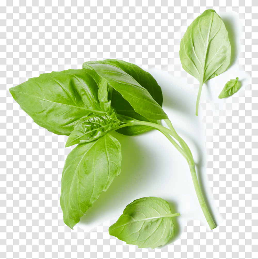 Acres Farms Spinach, Plant, Leaf, Potted Plant, Vase Transparent Png