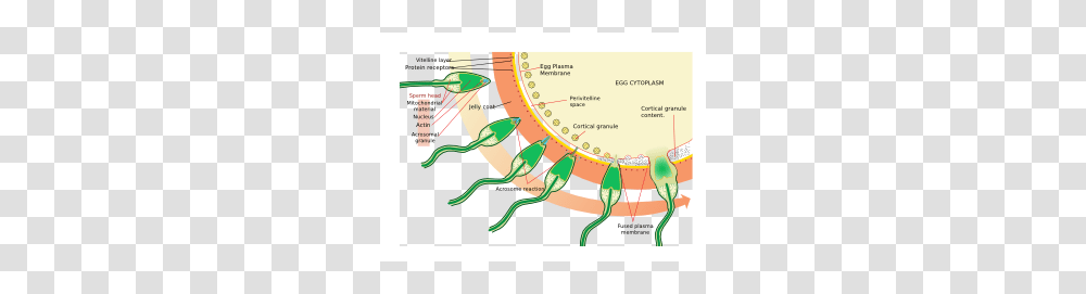 Acrosome Reaction Diagram Clip Art, Plot, Vegetation, Plant, Land Transparent Png