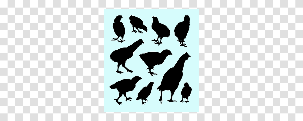 Action Bird, Animal, Fowl, Poultry Transparent Png