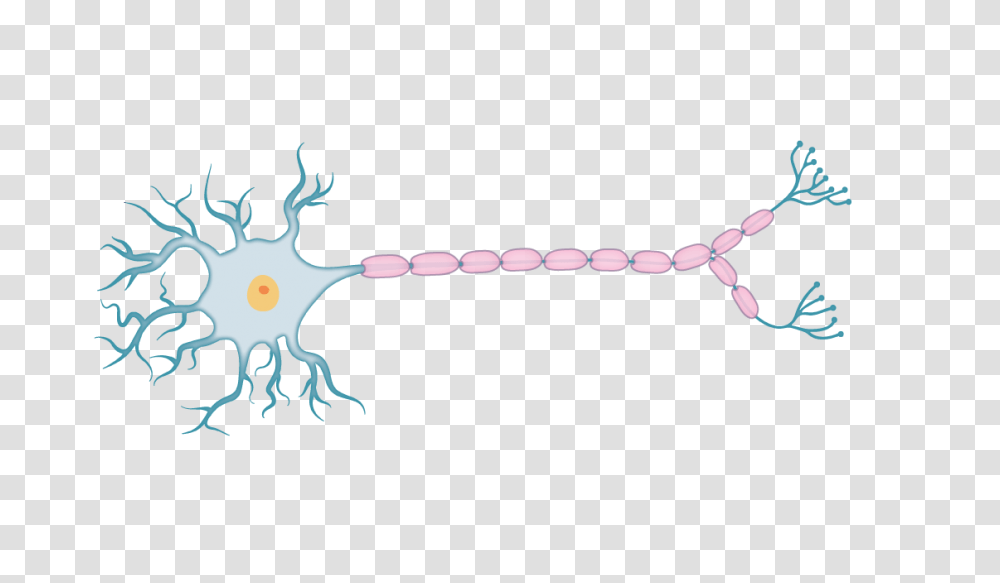 Action Potential Experiments, Animal, Sea Life, Food, Seafood Transparent Png