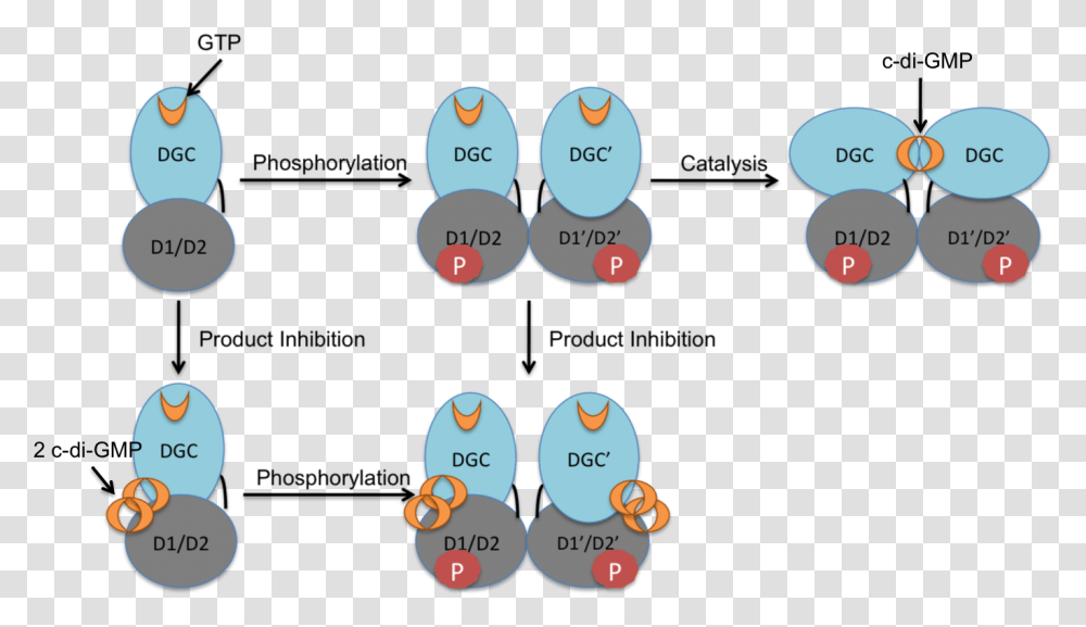 Activation Mechanism And Regulation Of Pled Diguanylate Cyclase, Electronics, Number Transparent Png