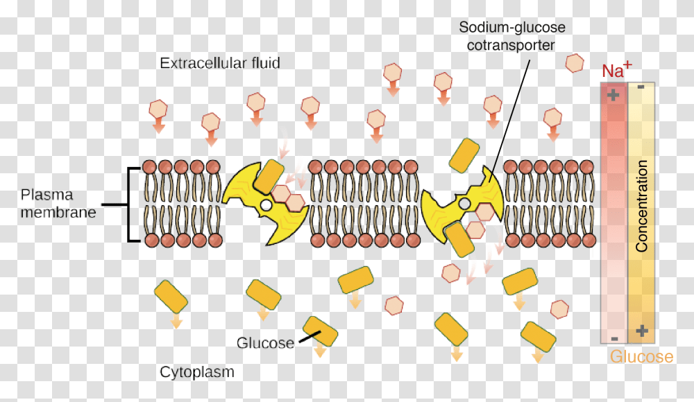 Active Transport, Leisure Activities, Guitar, Musical Instrument, Person Transparent Png