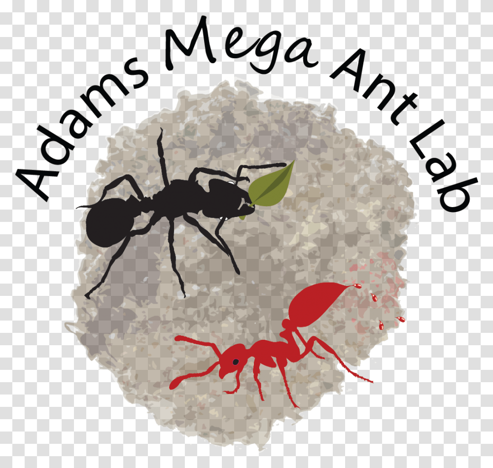 Adams Megalomyrmex Ant Lab Ant, Insect, Invertebrate, Animal Transparent Png