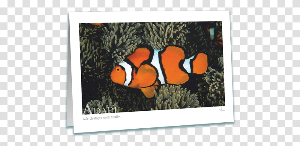 Adapt Clownfish Greeting Card Ocellaris Clownfish, Amphiprion, Sea Life, Animal, Water Transparent Png