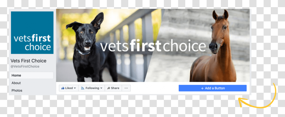 Add A Shop Now Button To Your Facebook, Horse, Mammal, Animal, Dog Transparent Png