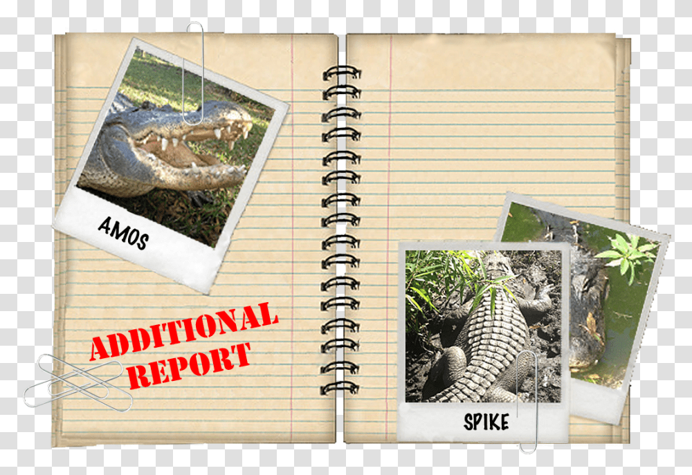 Additional Report Turtle, Diary, Animal, Page Transparent Png