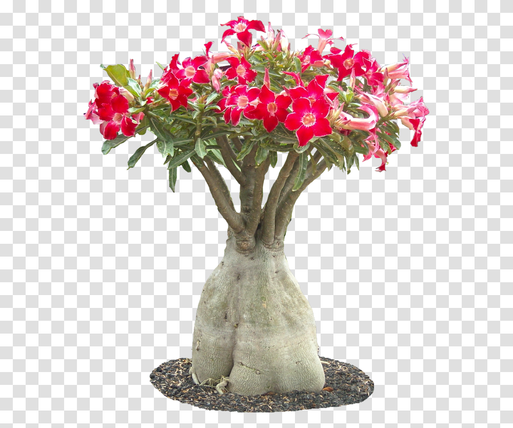 Adenium Obesum Bonsai, Plant, Flower Arrangement, Blossom, Ikebana Transparent Png