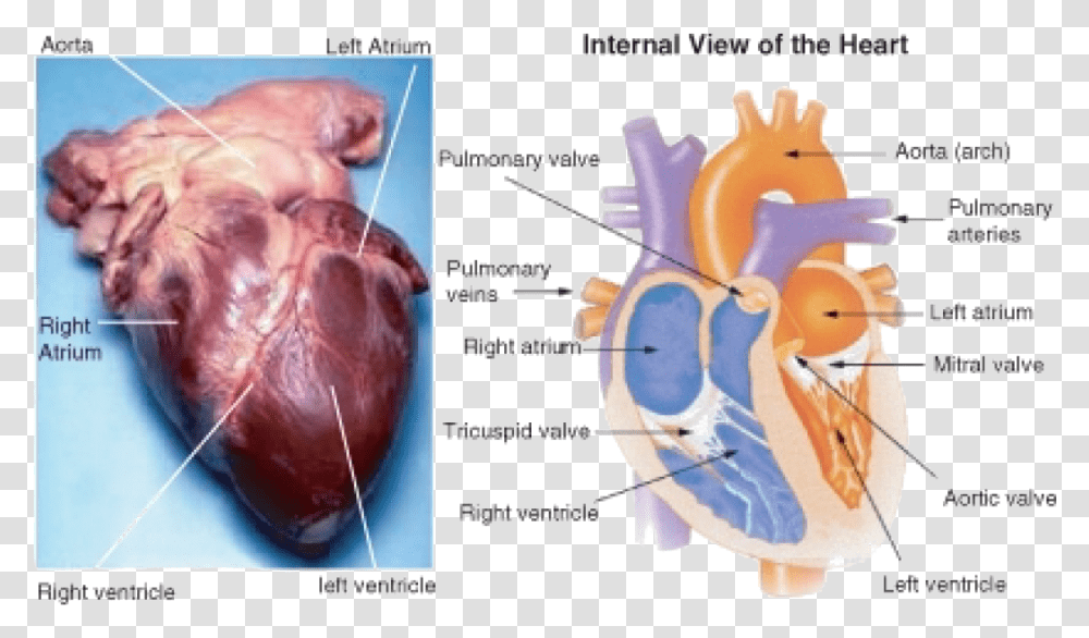 Adipose Tissue On Heart, Plot, Diagram, Heel, Hand Transparent Png