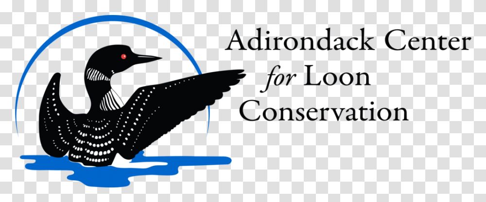 Adirondack Center For Loon Conservation Loon Illustration, Bird, Animal, Vehicle, Transportation Transparent Png