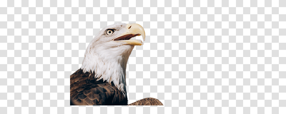 Adler Animals, Bird, Eagle, Bald Eagle Transparent Png