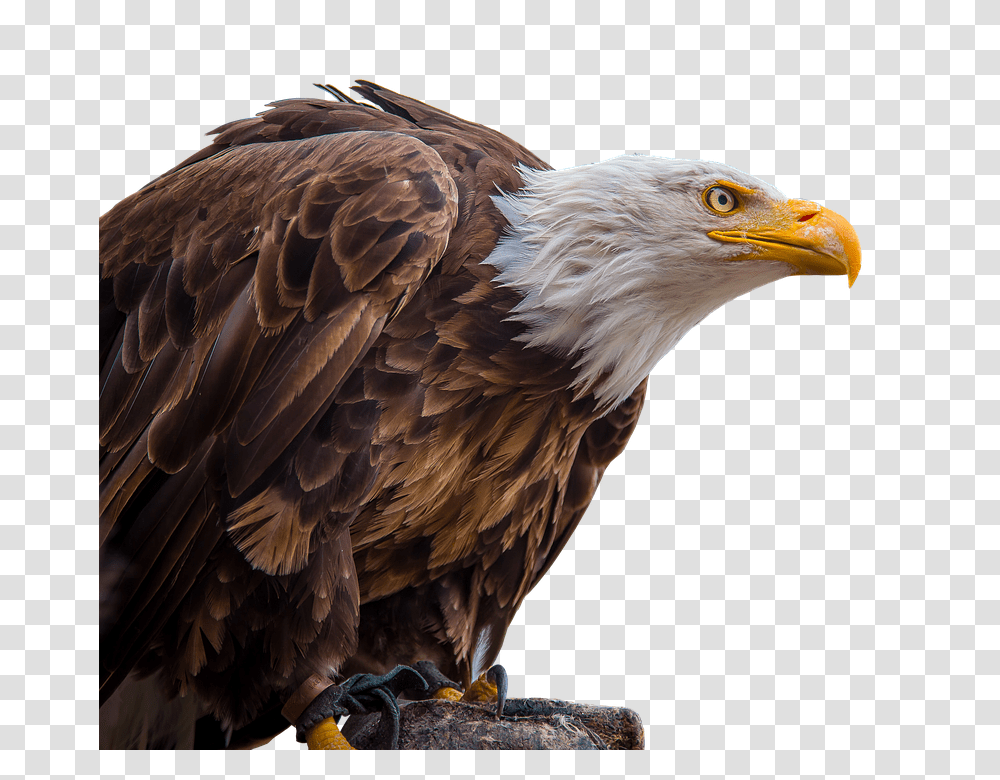 Adler 960, Animals, Bird, Eagle, Bald Eagle Transparent Png