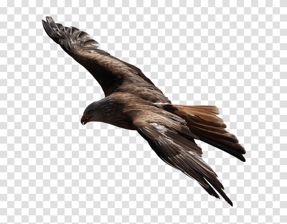 Adler 960, Animals, Bird, Eagle, Kite Bird Transparent Png