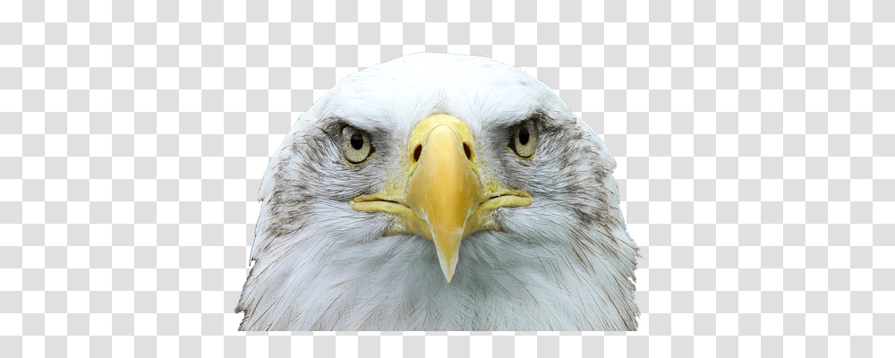 Adler Animals, Bird, Eagle, Beak Transparent Png
