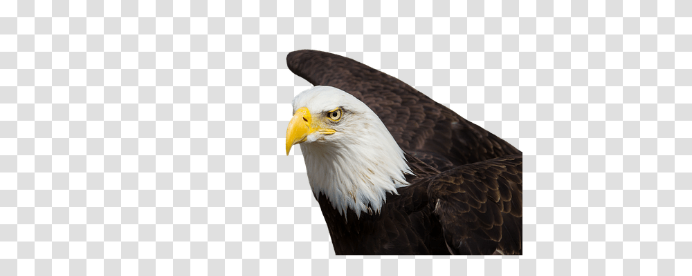 Adler Animals, Eagle, Bird, Bald Eagle Transparent Png