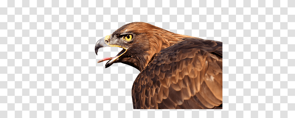 Adler Animals, Bird, Eagle, Hawk Transparent Png