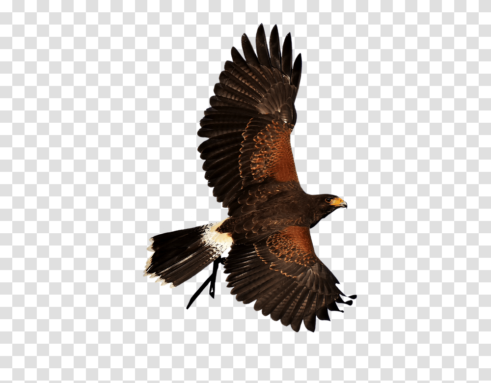 Adler 960, Animals, Bird, Buzzard, Hawk Transparent Png