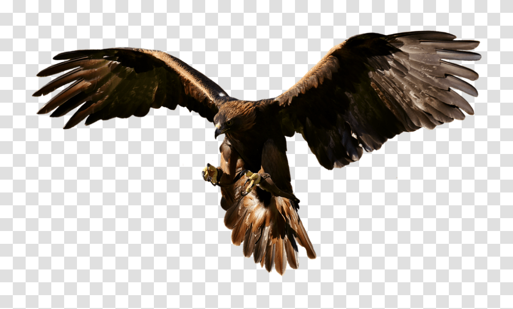 Adler 960, Animals, Vulture, Bird, Buzzard Transparent Png