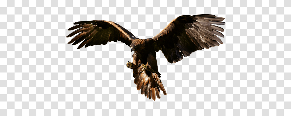 Adler Animals, Vulture, Bird, Buzzard Transparent Png