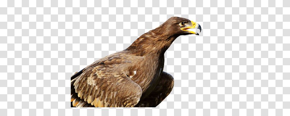 Adler Nature, Bird, Animal, Beak Transparent Png