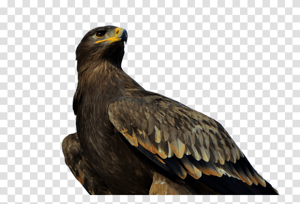 Adler 960, Animals, Bird, Eagle, Beak Transparent Png