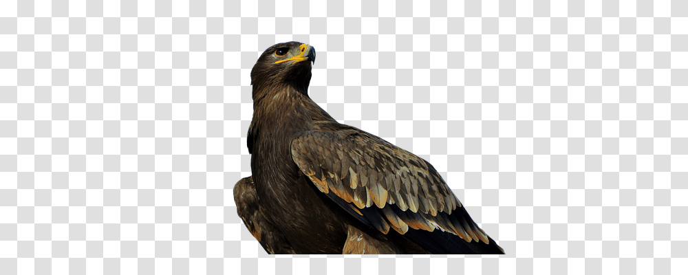 Adler Nature, Bird, Animal, Eagle Transparent Png