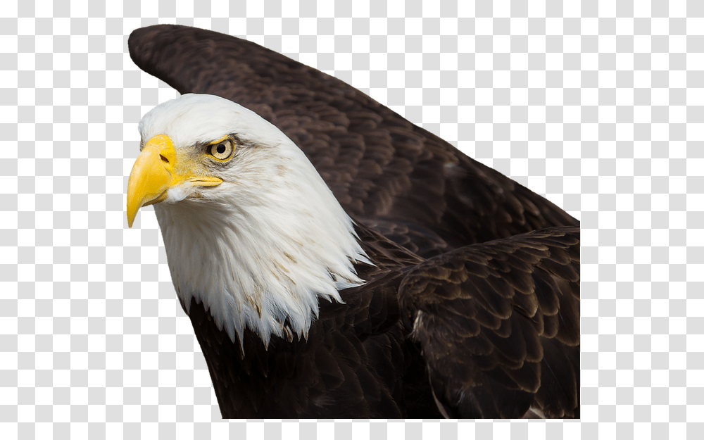 Adler Bald Eagles Bird Of Prey Raptor Mother Eagle, Animal Transparent Png