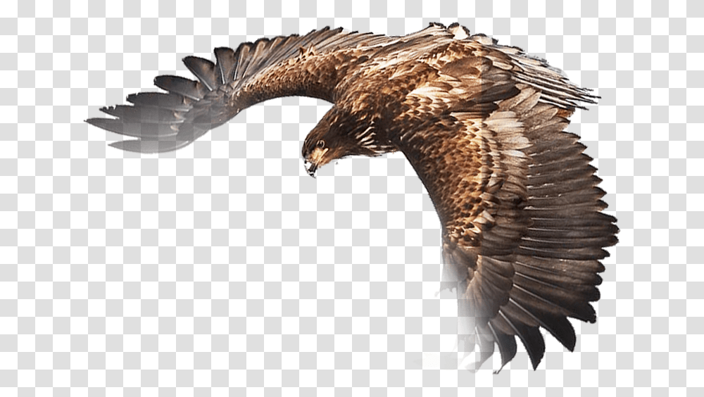 Adler Clipart Kostenlos, Bird, Animal, Eagle, Buzzard Transparent Png