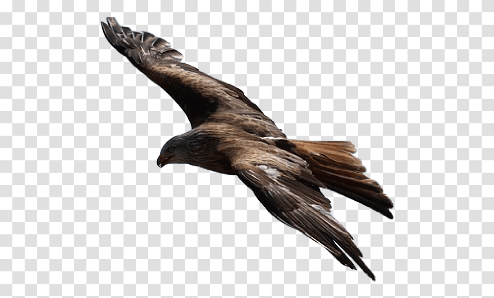 Adler Raptor Bird Of Prey Flying Golden Eagle Background, Animal, Kite Bird, Hawk, Vulture Transparent Png