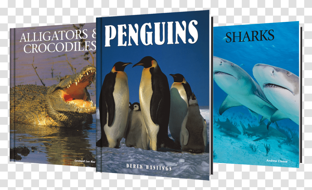 Adlie Penguin, Bird, Animal, Sea Life, Shark Transparent Png