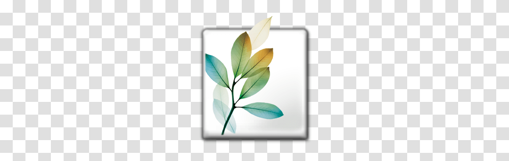 Adobe Icons, Technology, Leaf, Plant Transparent Png