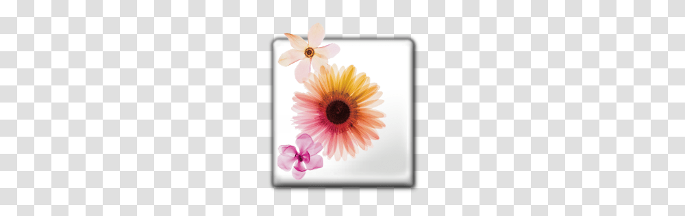 Adobe Icons, Technology, Plant, Daisy, Flower Transparent Png