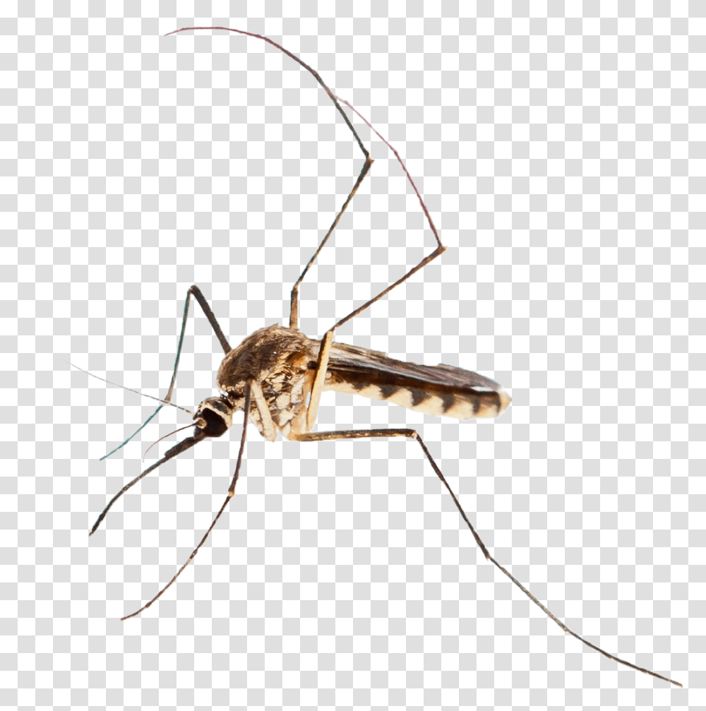 Adobe Mosquito Mosquito, Insect, Invertebrate, Animal, Spider Transparent Png