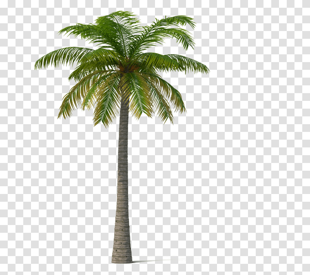 Adonidia Veitchia Coconut Tree Coconut Tree Images, Plant, Palm Tree, Arecaceae, Cross Transparent Png