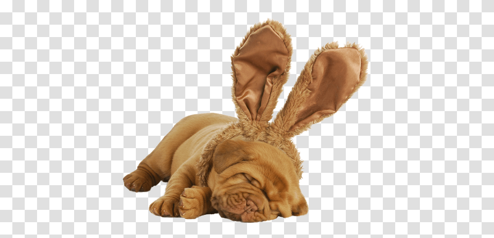 Adopt A Dog In Columbia Petsinc Happy Easter Bordeaux, Rodent, Mammal, Animal, Rabbit Transparent Png