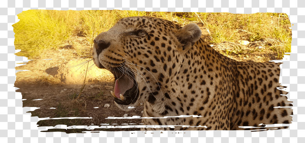 Adopt A Leopard Jaguar, Panther, Wildlife, Mammal, Animal Transparent Png