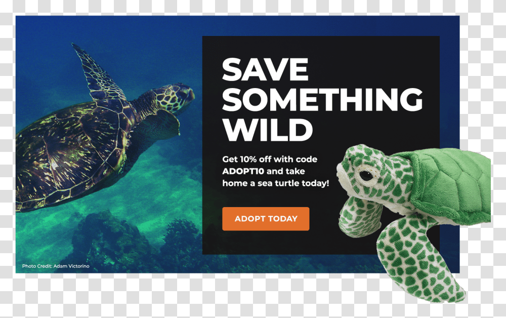 Adopt A Sea Turtle Save The Turtles Facts, Reptile, Sea Life, Animal, Tortoise Transparent Png