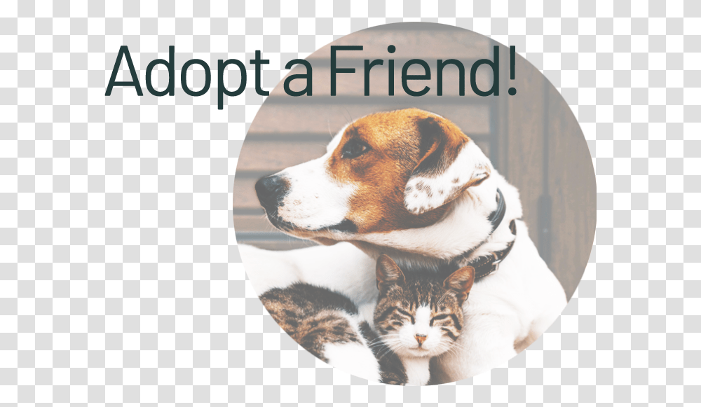 Adopt & Foster - Highland Animal Hospital Love Cats And Dogs, Hound, Pet, Canine, Mammal Transparent Png