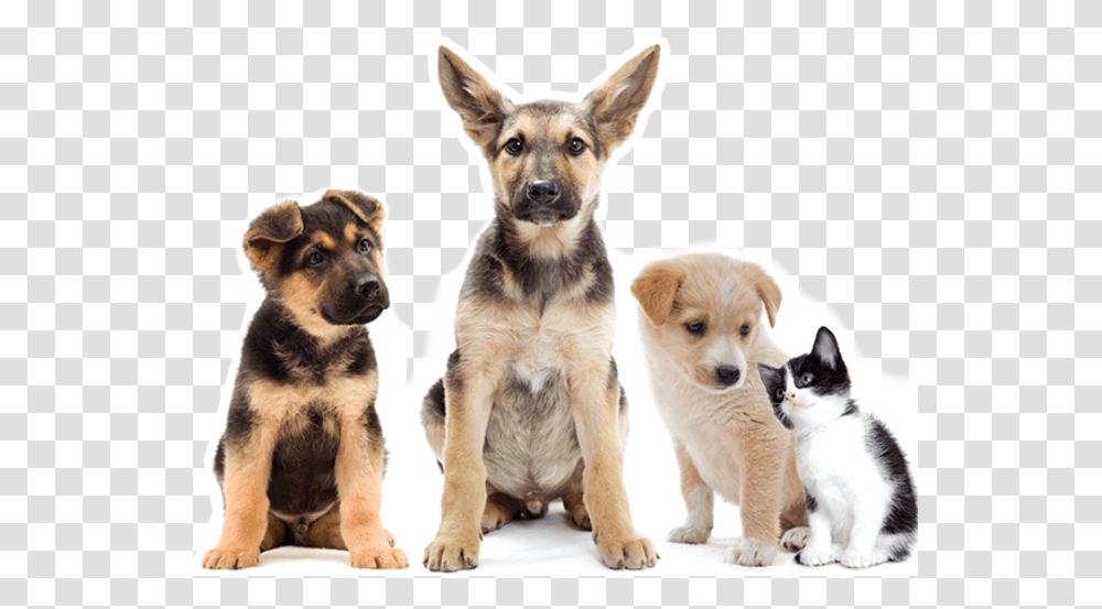 Adorable Puppies And Kitten Puppy Cat And Dog Cute, Pet, Canine, Animal, Mammal Transparent Png