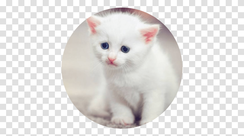Adorable Tiny Kitten Still Miss You Meme, Angora, Cat, Pet, Mammal Transparent Png
