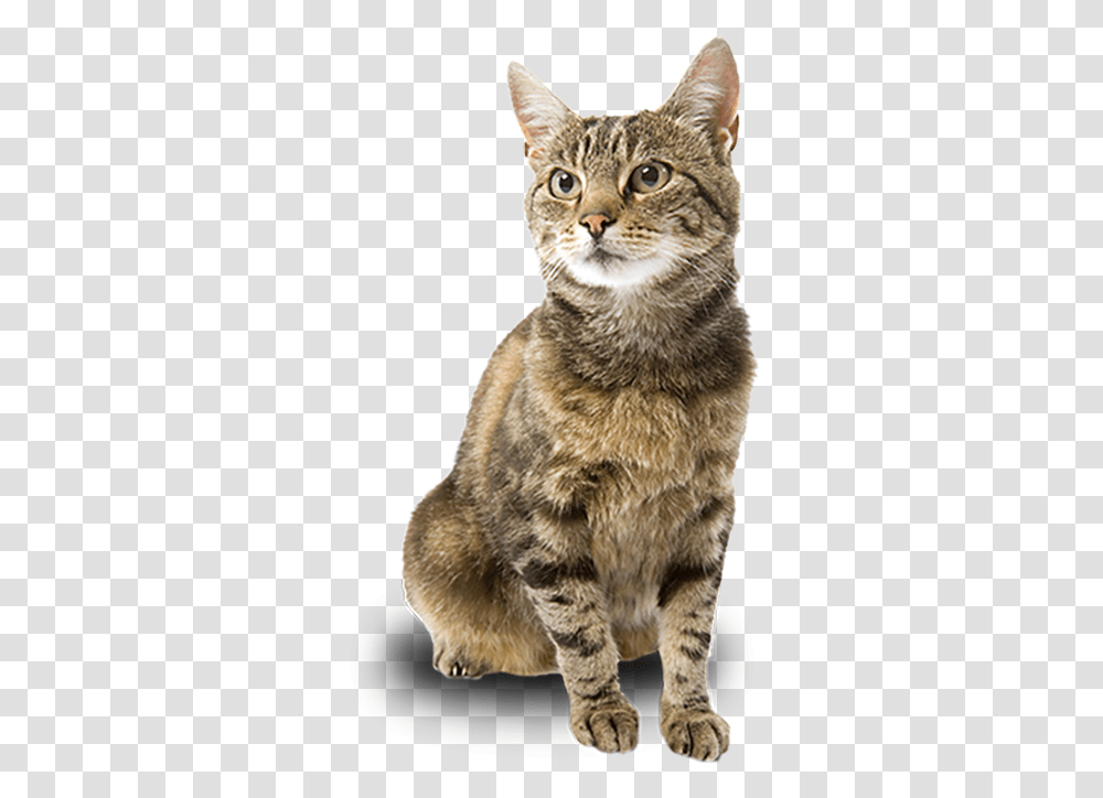 Adpot A Cat Domestic Short Haired Cat, Abyssinian, Pet, Mammal, Animal Transparent Png