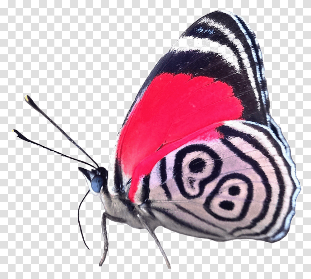Adriana Realscientists 88 Butterfly Full Diaethria Phlogea, Insect, Invertebrate, Animal, Bird Transparent Png