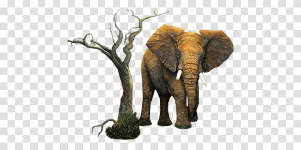 Adu Diplomats Afriadu Elephant On A Tree, Wildlife, Mammal, Animal Transparent Png