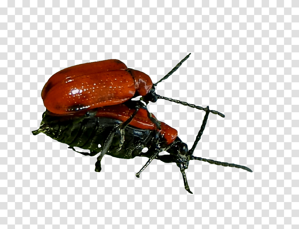 Adult Bugs, Insect, Invertebrate, Animal, Cockroach Transparent Png