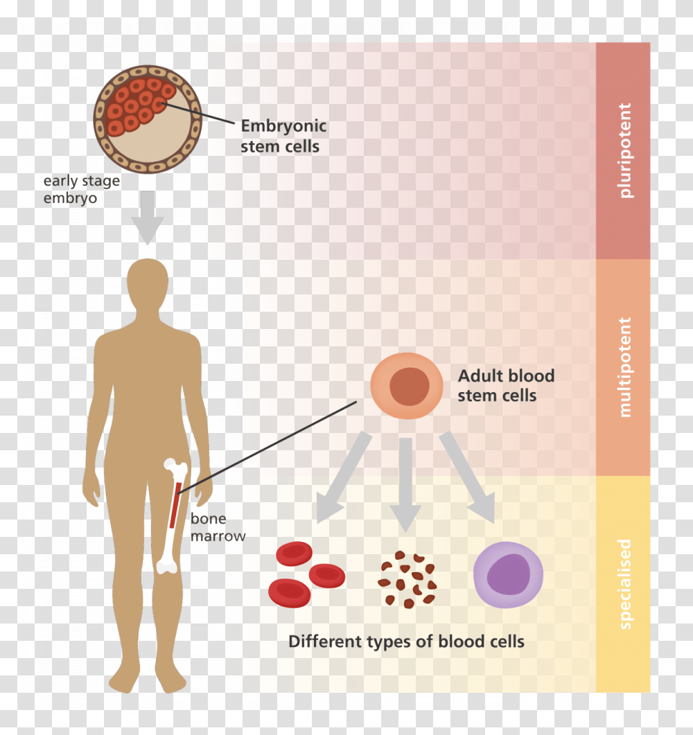 Adult Embryonic Stem Cells, Advertisement, Poster, Flyer, Paper Transparent Png