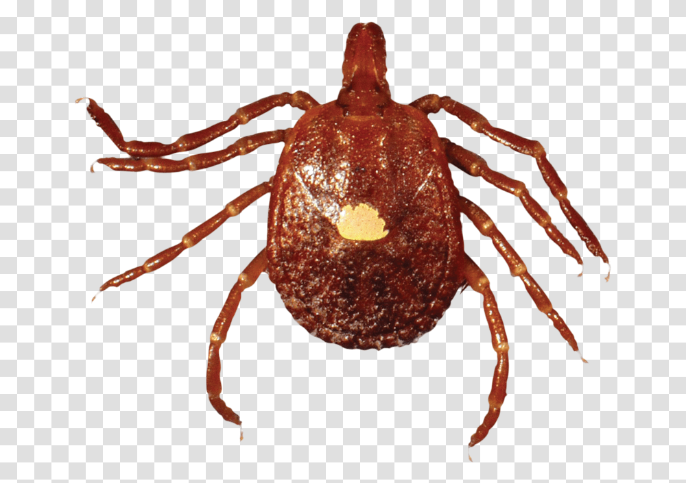 Adult Lone Star Tick Red Tic, Spider, Invertebrate, Animal, Arachnid Transparent Png