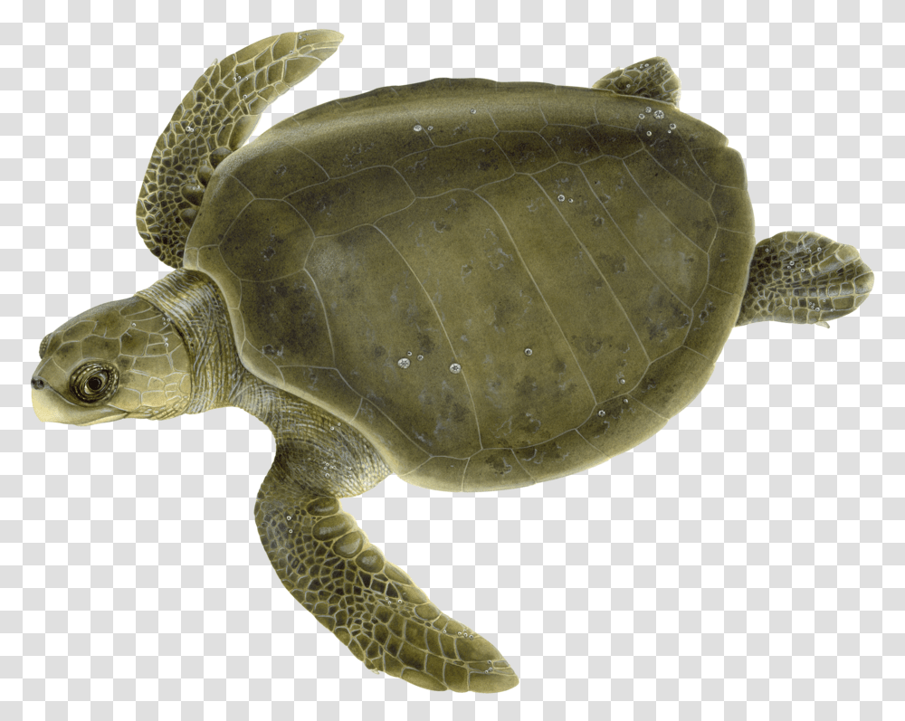 Adult Olive Ridley Sea Turtle Olive Ridley Turtle Clipart, Reptile, Sea Life, Animal Transparent Png