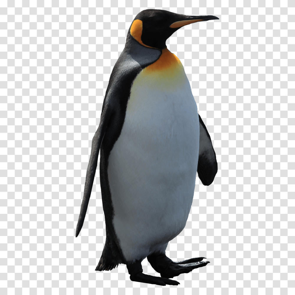 Adult Penguin, King Penguin, Bird, Animal Transparent Png